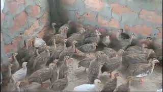 Guinea fowl  China Murgi  for sale 9101154166 Assam [upl. by Ainnat]