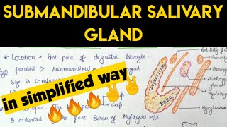 Submandibular salivary gland Anatomy  1 [upl. by Formica]