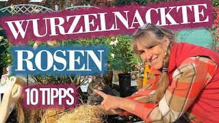 10 TiPPs wie Du Wurzelnackte ROSEN pflanzen solltest  vermeide den Fehler bei Nr6 [upl. by Niknar447]