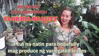 HOW TO PROPAGATE Reverted Philodendron Florida Beautywhat to do para bumalik ang variegation nya [upl. by Berlauda]