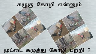 கழுகு கோழி என்னும் மொட்டை கழுத்து கோழி பற்றி [upl. by Erminia]