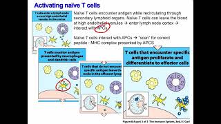 Lecture 15 Antigen Processing and T cell Activation [upl. by Lemhaj700]