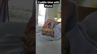 Trunky the Horsefield Tortoise cuddle with Mama veronikakoleva2372 shorts short pets love [upl. by Junno]