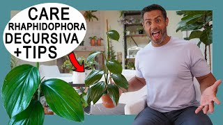 Houseplant Trends 2021 Rhaphidophora Decursiva Crucial Care Tips Maturity and Propagation [upl. by Ribak380]