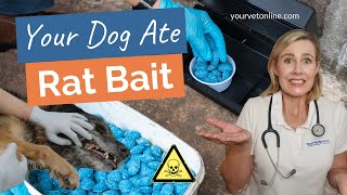 What To Do If Your Dog Ate Rat Bait 😭  Instructions  Your Vet Online [upl. by Hayne]