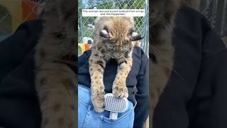 This woman rescued a poor bobcat from a trap and this happened animalshorts shortvideo [upl. by Ambrosine]