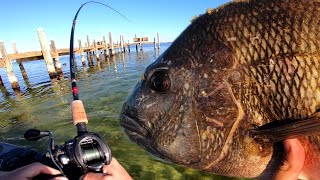 Insane NONSTOP Sheepshead Fishing amp Multispecies SLAM  3 Mile Bridge  Pensacola Florida [upl. by Noirda848]