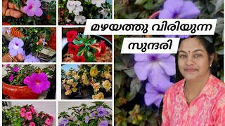 ഈ സീസൺ അച്ചിമീനെസ് പൂച്ചെടിക്ക് പറ്റിയില്ലAchimenes Plant Careമഴ ഇഷ്ടപെടുന്ന സുന്ദരി [upl. by Ime]