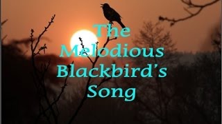 The Melodious Blackbirds Song [upl. by Ativ]