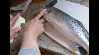 How to Fillet Speckled Trout [upl. by Aicac218]