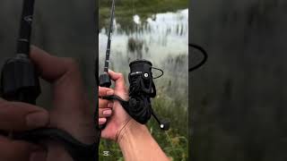 Daiwa Revrosdaiwareels spinningreel fishing fypシ゚viral trending viralshorts [upl. by Yelrahs]