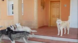 COMO CANTAN LOS PERROS HUSKYS SIBERIANOS Y SE COMUNICAN CON AULLIDOS [upl. by Rici470]