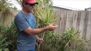 How to Grow Dracaena From Cuttings  5 Different Varieties of Cuttings Used in This Video [upl. by Airehc678]