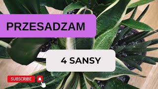 NA ZIELONO 🌱PRZESADZAM SANSEVIERIE [upl. by Etteroma]