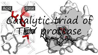 How to pronounce Catalytic triad of TEV protease in English [upl. by Notla]