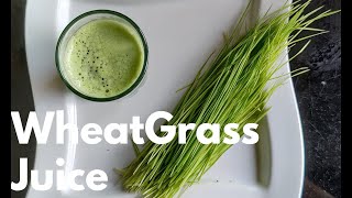 Wheat Grass Juice  wheatgrass  wheatgrass juice benefits  7F [upl. by Tehr]