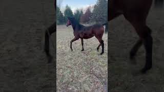 El Caballito miren que lindo BAILA horse terecomunica shorts youtubeshorts reels [upl. by Mcgaw792]