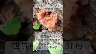 ハナビラニカワタケ きのこ シロキクラゲ科 Tremellafoliacea 菌 [upl. by Ehudd]