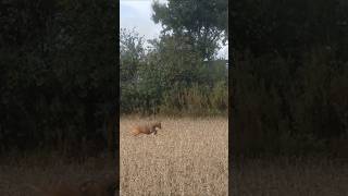 Podenco pouncing huntingdog rescuedog dogwalkerslife [upl. by Blood]