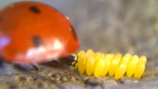 Ladybug Laying Eggs Closeup [upl. by Anaert]