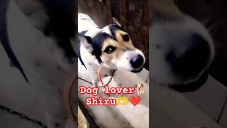 Pet love❤️  dog lover🐕 shorts ytshorts viral trending pets dog [upl. by Wilma]