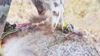 Tiercel Goshawk hunting Cottontails in slow motion [upl. by Porter647]