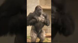 Gorilla beating chest sound shortsgorilla [upl. by Alfreda793]