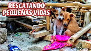 CONOCE la DURA VIDA de los PERRITOS RESCATADOS de Las CALLES [upl. by Vivianna]