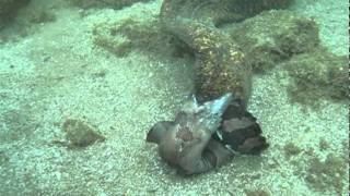 Moray Eels Fight to the Death [upl. by Vaclava]