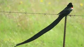 Longtailed Widowbird Euplectes p progne Wakkerstroom South Africa 2 Dec 2022 34 [upl. by Eseerehs784]