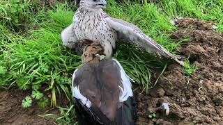 Gyrfalcon on Nile GooseEgyptian Goose by Xavier Morel  2020 [upl. by Quarta827]