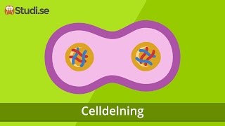 Celldelning Biologi  wwwbinogise [upl. by Aynik7]