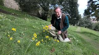 Narcissus cyclamineus amp Mr Julian at Caerhays [upl. by Eirelav]