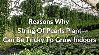 8 Reasons Why String Of Pearls Can Be Tricky To Grow Indoors  Joy Us Garden [upl. by Adnoloy]