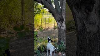 DogLayla teased by squirrel dog doglover dogshorts funnyshorts farming farm farming [upl. by Schnorr]