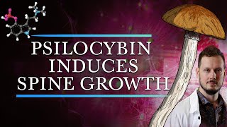 Psilocybin Induces Long Lasting Modifications to Brain Connections [upl. by Leanard]