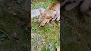 😸😸cat malayalam dilouge youtubeshorts [upl. by Tevis398]