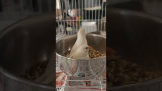 Finches sitting in food bowl [upl. by Cassandre171]