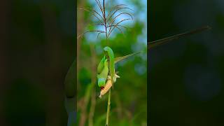 RiseRinged parakeet😍 parrotbirdswildlifewildanimalswildlifephotography [upl. by Corder964]