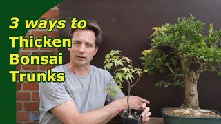 Thicken trunks for bonsai 3 Ways to grown trunks out [upl. by Lledrac]