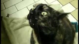 funny possessed cat makes freaky noises 1 [upl. by Nelhsa908]