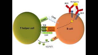 B Cell Activation and Class Switching Best Explanation [upl. by Schuh134]