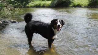 Appenzeller sennenhund Jack is Swimming [upl. by Ecnaled]