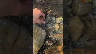 Brown trout release fishing sportfishing fishinglife [upl. by Scrivings]