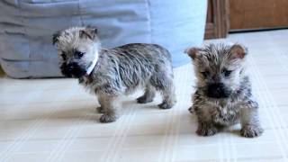 Wayne Weavers Cairn Terrier Pups [upl. by Corwun997]