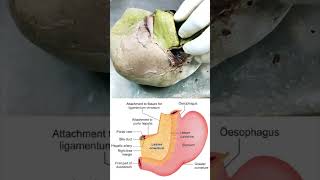 Attachment of lesser omentum on to the liver shorts anatomy biology [upl. by Sanders]