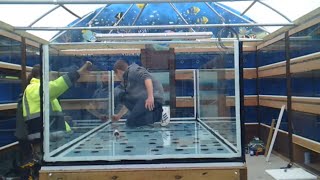 Building a monster aquarium 700gal Unedited [upl. by Rodoeht]