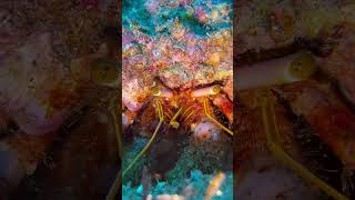 This Hermit Crab eats like a machine ocean crab hermitcrabs underwaterlife scubadiving hungry [upl. by Ettenej]