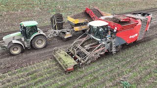 Potato Harvest 2023  Dewulf Kwatro 4Row Harvester  John Deere Tractor [upl. by Colville512]