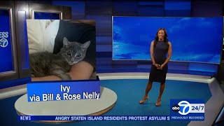 Brittany Bell for ABC7 Eyewitness News with Super Cat Saturday amp Weather clips August 26 2023 [upl. by Ternan524]